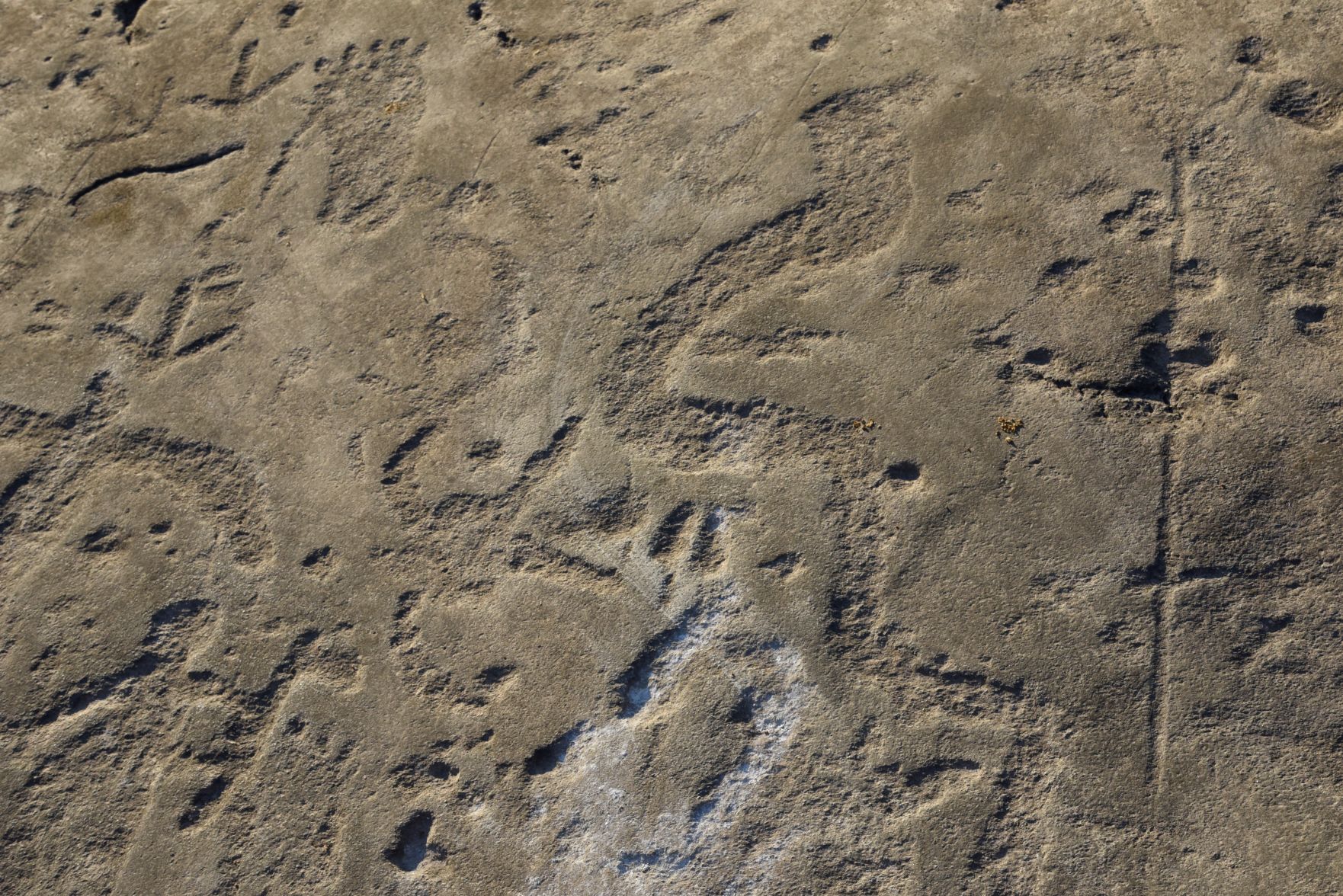 petroglyphs